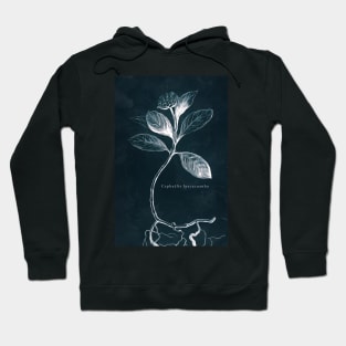 Cyanotype - Cephaelis Ipecacuanha - C Hoodie